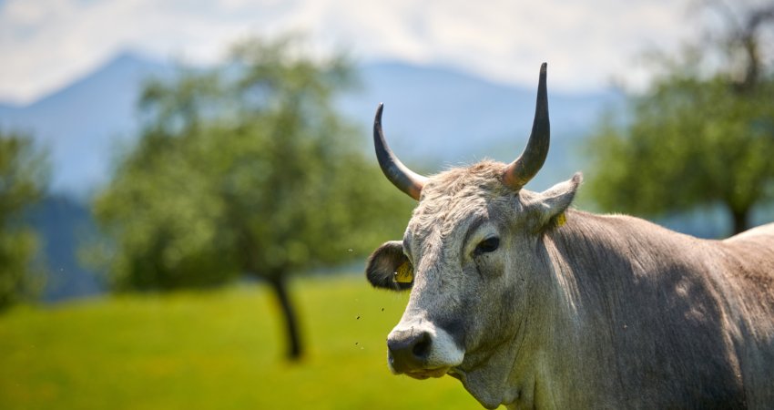 Countryside Fields with Natural Surroundings